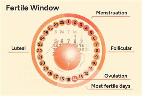 window period calculator